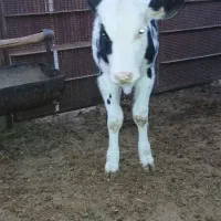 گوساله ماده قلم درشت|حیوانات مزرعه|مشهد, آبادگران|دیوار