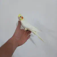 عروس هلندی لوتیونو|پرنده|رشت, شهرک پردیسان|دیوار