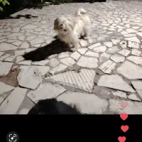 ژرمن بلک ماده ی شیتزو باهوش|سگ|بم, |دیوار