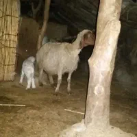 گوسفند وبره شیک صادراتی|حیوانات مزرعه|بدره, |دیوار