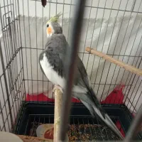 مرغ مینا|پرنده|کرمانشاه, |دیوار