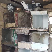 کفتر|پرنده|هرند, |دیوار