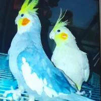 یک جفت عروس هلندی نر و ماده و دو جوجه دونخور