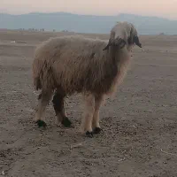 یک عدد شیشک بختیاری روزگاری یه فروش میرسد|حیوانات مزرعه|شیراز, حومه شیراز|دیوار