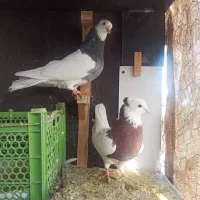 کفتر|پرنده|مشهد, حسابی جنوبی (شهرک غرب)|دیوار