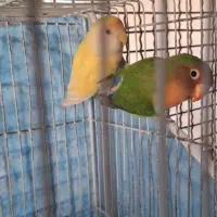 طوطی|پرنده|اصفهان, دارک|دیوار