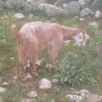 کولار داشتی شاخ جفت درجه یک