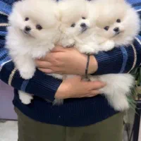 پرورش سگ پامر خرسی.پامرانین عروسکی بدون واسطه دلال|سگ|شیراز, فرهنگ شهر|دیوار