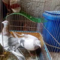 کبوتر نقره ای طوق زرد|پرنده|کازرون, |دیوار