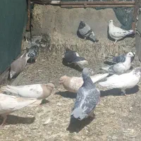 کبوتر|پرنده|بهاباد, |دیوار