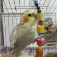 عروس هلندی ماده