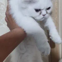 بچه گربه پرشین فلت