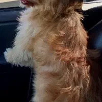 پاکوتا|سگ|پارسآباد, |دیوار