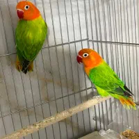 طوطی کوتوله برزیلی همه رنگ همه جور
