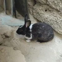 سلام خرگوش دارم برای فروش