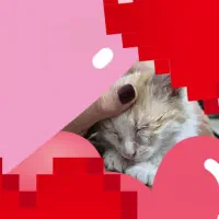 توله گربه