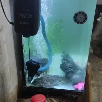 اکواریوم باهمه وصایل|ماهی|قم, کلهری|دیوار