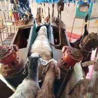 قصاب سیار برای ذبح گوسفند درمحل در تمام نقاط مشهد