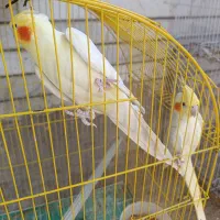عروس هلندی