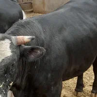 گوساله چاق