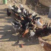 مرغ و خروس و جوجه مناسب قیمت