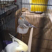 عروس هلندی نر و ماده سالم و سرحال