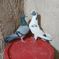 کبوتر مسافتی