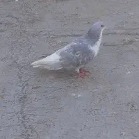کفتر رنگی چادری|پرنده|کرج, چمران|دیوار