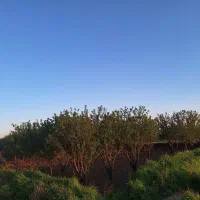 باغ بادام،انگور
