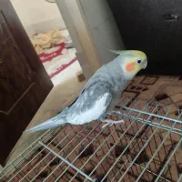 عروس هلندی سخنگو