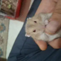 انواع همستر کمپل