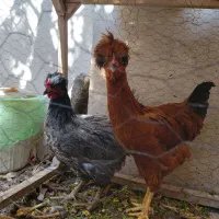 مرغ و خروس