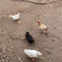 سه تا اردک|حیوانات مزرعه|جوانرود, |دیوار