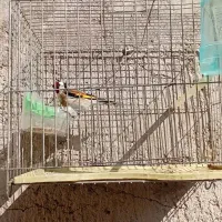 سهره نر|پرنده|باسمنج, |دیوار