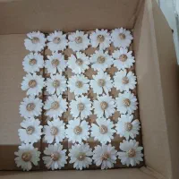 شمع.وارمر.سنگ.گل بابونه.گیفت