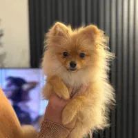 سگ پامر ماده 3 ماه