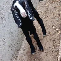 کهره نر