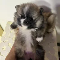 سگ پامر خرسی نژاد اصلی