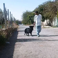 سگ ژرمن بلک سگ نگهبان و گارد|سگ|مشهد, سجاد شهر|دیوار