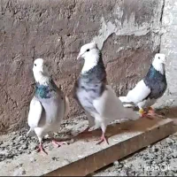 فروش  طوقی|پرنده|اهواز, بهارستان|دیوار