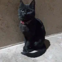 واگذاری گربه خانگی