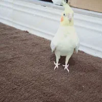 ۲ عروس هلندی نر
