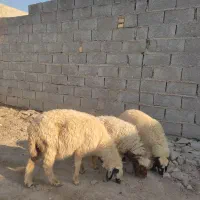 گوسفند مطفل وبره ماده
