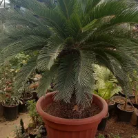 درختچه سیکاس