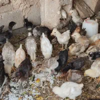 جوجه مرغ گتوند