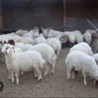 بره  پرواری نر .ماده