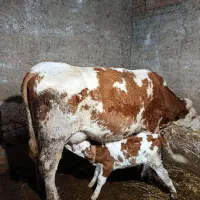 تلیسه سمنتال