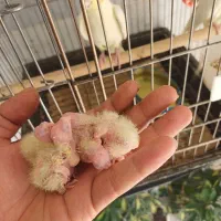 جوجه سرلاکی