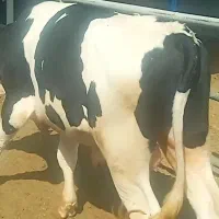 گوساله گاو سیمینتال نر