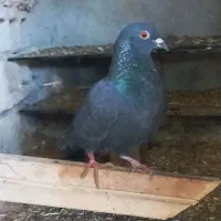 یک کبوتر زاغ ۲۵۰